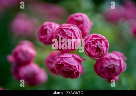 Üppige bunte Rosenblume aus nächster Nähe Stockfoto