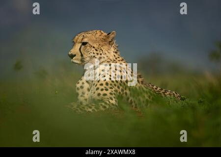 Männlicher Gepard, der sich im langen Gras entspannt Stockfoto