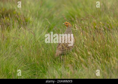 Graues Rebhuhn, wissenschaftlicher Name: Perdix Perdix. Nahaufnahme eines männlichen grauen oder englischen Rebhühns auf bewirtschaftetem Moorland. Nach links. Aus dem Fenster des Autos entnommen Stockfoto