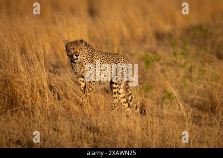 Männlicher Gepard, der bei Sonnenaufgang durch das Gras läuft Stockfoto