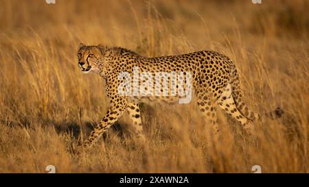 Männlicher Gepard, der bei Sonnenaufgang durch das Gras läuft Stockfoto