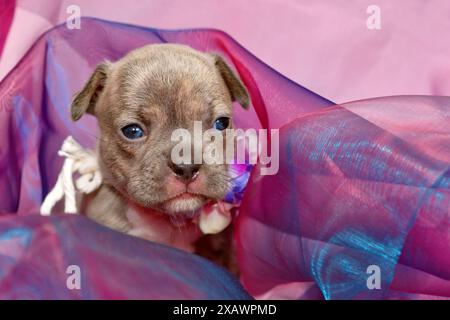 Vier Wochen reinrassiger junger Lilac Brindle französischer Bulldog-Welpe in Tüllstoff Stockfoto