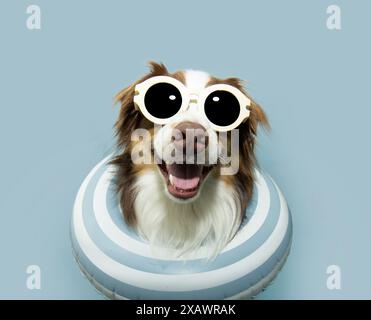 Porträt Sommer Australian Shepherd Hündchen, der in einem blauen Ringwagen Urlaub macht. Isoliert auf blauem Pastellhintergrund Stockfoto