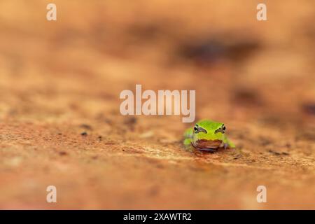 Von Angesicht zu Angesicht mit dem jungen europäischen Baumfrosch (Hyla arborea) Stockfoto