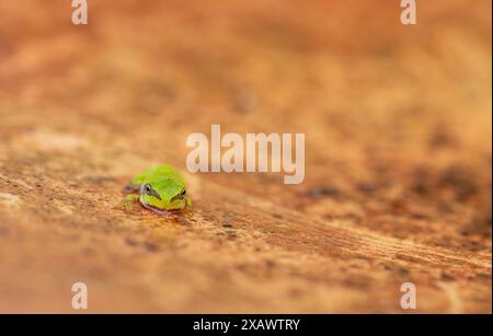 Von Angesicht zu Angesicht mit dem jungen europäischen Baumfrosch (Hyla arborea) Stockfoto