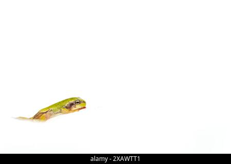 Kunstfotografie des europäischen Baumfrosches auf weißem Hintergrund (Hyla arborea) Stockfoto