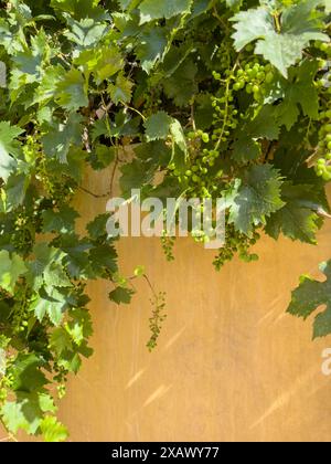 Hintergrund, frische grüne unreife Trauben mit schönen Blättern auf gelbem Wandhintergrund oder Oberfläche mit Kopierraum. Wilde Traubenfrüchte. Klein grün Stockfoto