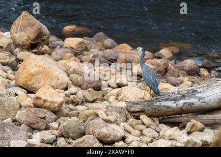 Weißkäufer (Egretta novaehollandiae), der am felsigen Flussufer im Südwesten Tasmaniens steht Stockfoto