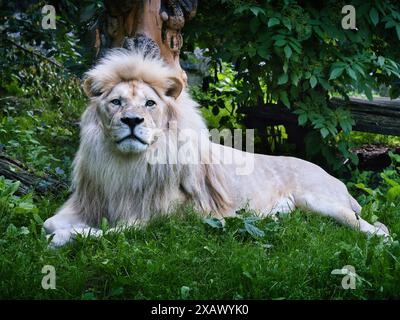 Weißer Löwe liegt auf grünem Gras, schaut in die Kamera, mit Bäumen und Laub im Hintergrund Stockfoto