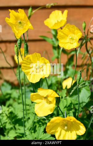 Gelber Mohn (mongolei) in Garden Chard Sommerset England großbritannien Stockfoto