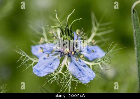 Jungfer im Grünen als Heilpflanze Jungfer im Grünen als Heilpflanze für Naturmedizin und Pflanzenheilkunde *** Jungfer im Grünen als Heilplan Stockfoto