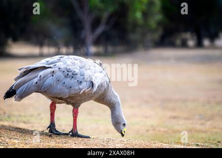 Die Kap-Barren-Gans (Cereopsis novaehollandiae) weidet auf der Grasinsel Maria Island, Tasmanien Stockfoto