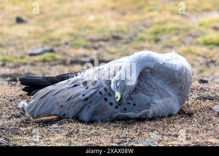 Die Kap-Barren-Gans (Cereopsis novaehollandiae) ruht am Boden, Maria Island, Tasmanien Stockfoto