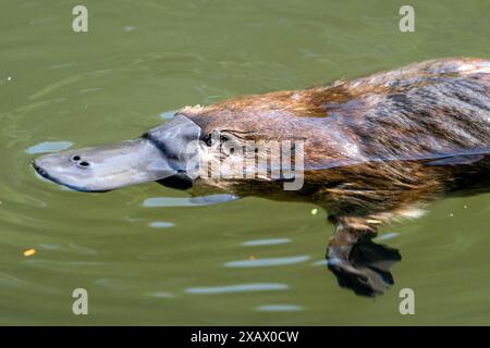 Platypus (Ornithorhynchus anatinus) schwimmt an der Oberfläche, Tyenna River, Mount Field National Park Tasmanien Stockfoto