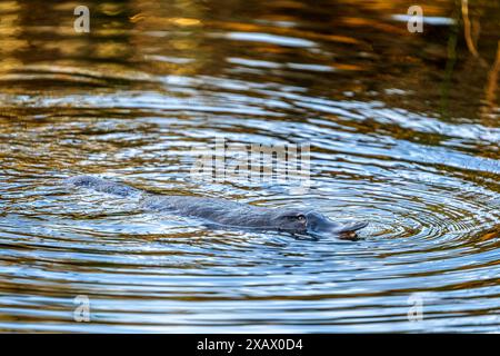 Platypus (Ornithorhynchus anatinus) schwimmt an der Oberfläche, Tyenna River, Mount Field National Park Tasmanien Stockfoto