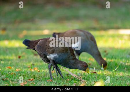 Tasmanische nativehen (Tribonyx mortierii), die auf Grasflächen fressen, Latrobe, Tasmanien Stockfoto