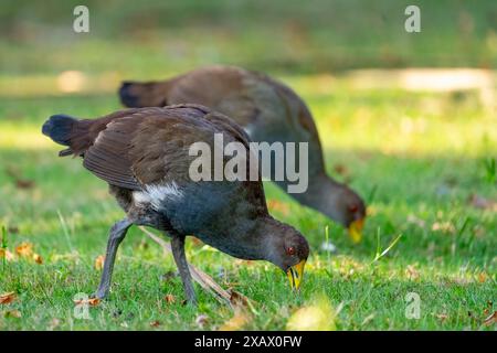 Tasmanische nativehen (Tribonyx mortierii), die auf Grasflächen fressen, Latrobe, Tasmanien Stockfoto