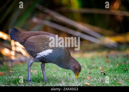 Tasmanische nativehen (Tribonyx mortierii), die auf Grasflächen fressen, Latrobe, Tasmanien Stockfoto