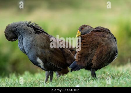 Zwei tasmanische Nativehen (Tribonyx mortierii), die auf Gras fressen, Latrobe Tasmania Stockfoto