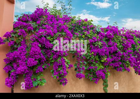 Die Wände sind mit lila-roten Bougainvillea-Blüten bedeckt. Der Majorelle Garten ist bekannt als der geheimnisvollste Garten. Marrakesch, Marokko. Stockfoto