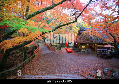 Ein Fußweg in der Stadt Nara im Herbst mit dem Herbstfallen roter Blätter Stockfoto