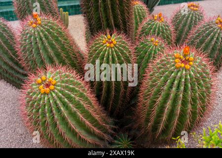 Leuchtende Fässerkaktus blühen. Rote Dornen und gelbe Blumen. Der Majorelle Garten ist bekannt als der geheimnisvollste Garten. Marrakesch, Marokko Stockfoto