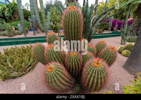 Leuchtende Fässerkaktus blühen. Rote Dornen und gelbe Blumen. Der Majorelle Garten ist bekannt als der geheimnisvollste Garten. Marrakesch, Marokko Stockfoto