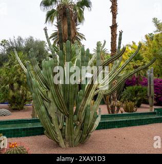 Majestätische Kakteen in einer tropischen Gartenoase. Der Stamm ist säulenförmig. Der Majorelle Garten ist bekannt als der geheimnisvollste Garten. Marrakesch, Marokko. Stockfoto