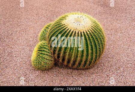 Grüner Kaktus auf Sand und Kies gepflanzt. Der Majorelle Garten ist bekannt als der geheimnisvollste Garten. Marrakesch, Marokko. Stockfoto