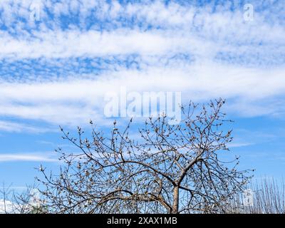 Weiße Zirruswolken am blauen Himmel über blühenden alten Bäumen am sonnigen Frühlingstag Stockfoto