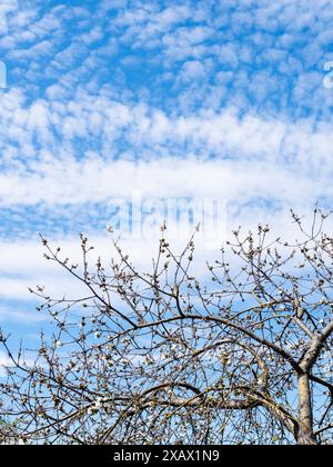 Weiße Zirruswolken am blauen Himmel über blühenden alten Bäumen am sonnigen Frühlingstag Stockfoto