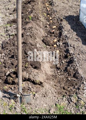 Ausgegrabenes Beet im Gemüsegarten mit Keimkartoffelknollen beim Anpflanzen von Kartoffeln am sonnigen Frühlingstag Stockfoto