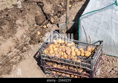 Keimkartoffel in Box neben ausgehobenem Gartenbeet mit Kartoffelknollen am sonnigen Frühlingstag Stockfoto