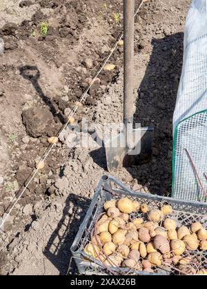 Gekeimte Kartoffelknollen in Box neben ausgehobenem Gartenbeet mit gepflanzten Kartoffeln am sonnigen Frühlingstag Stockfoto