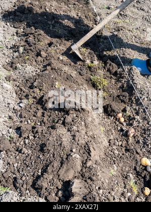 Kartoffelknollen in gegrabenem Gartenbeet mit Hacke am sonnigen Frühlingstag Pflanzen Stockfoto