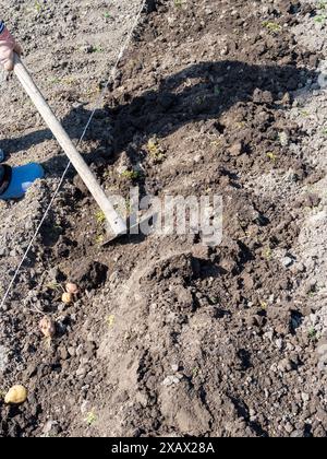 Bedeckt mit Kartoffelknollen in gegrabenem Gartenbeet mit Hacke am sonnigen Frühlingstag Stockfoto