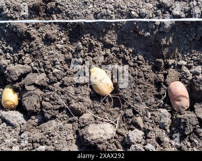 Gekeimte Kartoffelknollen in gegrabenen Gartenbeeten aus der Nähe am sonnigen Frühlingstag Stockfoto