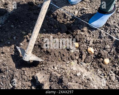 Dorfbewohner vergraben gepflanzte Kartoffelknollen mit Hacke am sonnigen Frühlingstag im Gartenbeet Stockfoto