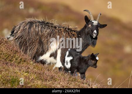 Wilde Ziegen, die in den Highlands Schottlands weiden Stockfoto