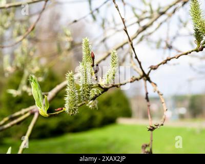Blühende Catkins auf Weidenzweigen im Stadtpark am sonnigen Frühlingstag Stockfoto