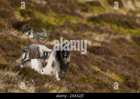 Wilde Ziegen, die in den Highlands Schottlands weiden Stockfoto