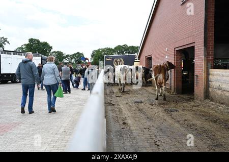 Der Tag des offenen Hofes in Niedersachsen. Zahlreiche Besucher auf dem landwirtschaftlichen Betrieb der Familie Cordes am 09. Juni 2024 in Westoverledingen. Westoverledingen Niedersachsen Deutschland *** der Tag der offenen Farm in Niedersachsen zahlreiche Besucher des Familienbetriebs Cordes am 09. Juni 2024 in Westoverledingen Westoverledingen Niedersachsen Deutschland Copyright: Xdiebildwerftx Stockfoto