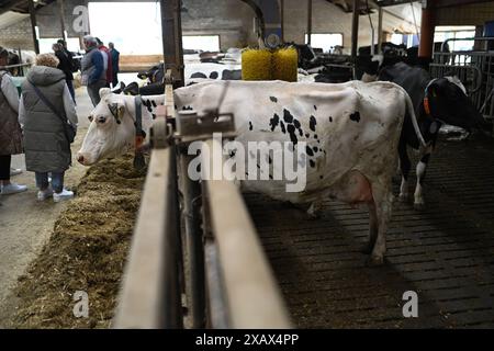 Der Tag des offenen Hofes in Niedersachsen. Zahlreiche Besucher auf dem landwirtschaftlichen Betrieb der Familie Cordes am 09. Juni 2024 in Westoverledingen. Westoverledingen Niedersachsen Deutschland *** der Tag der offenen Farm in Niedersachsen zahlreiche Besucher des Familienbetriebs Cordes am 09. Juni 2024 in Westoverledingen Westoverledingen Niedersachsen Deutschland Copyright: Xdiebildwerftx Stockfoto