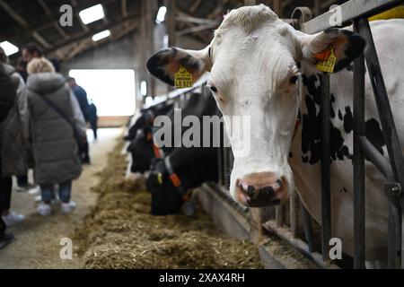 Der Tag des offenen Hofes in Niedersachsen. Zahlreiche Besucher auf dem landwirtschaftlichen Betrieb der Familie Cordes am 09. Juni 2024 in Westoverledingen. Westoverledingen Niedersachsen Deutschland *** der Tag der offenen Farm in Niedersachsen zahlreiche Besucher des Familienbetriebs Cordes am 09. Juni 2024 in Westoverledingen Westoverledingen Niedersachsen Deutschland Copyright: Xdiebildwerftx Stockfoto