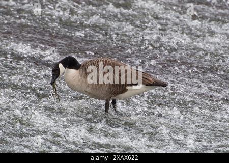 Eton Wick, Großbritannien. Juni 2024. Eine Kanadische Gans ernährt sich von Unkraut an einem Wehr am Jubilee River in Eton Wick, Windsor, Berkshire. Kredit: Maureen McLean/Alamy Stockfoto