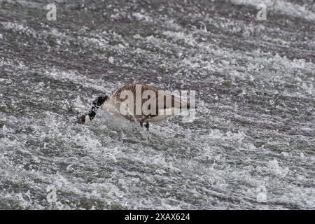 Eton Wick, Großbritannien. Juni 2024. Eine Kanadische Gans ernährt sich von Unkraut an einem Wehr am Jubilee River in Eton Wick, Windsor, Berkshire. Kredit: Maureen McLean/Alamy Stockfoto