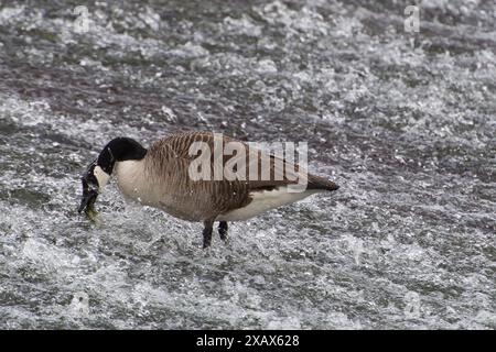 Eton Wick, Großbritannien. Juni 2024. Eine Kanadische Gans ernährt sich von Unkraut an einem Wehr am Jubilee River in Eton Wick, Windsor, Berkshire. Kredit: Maureen McLean/Alamy Stockfoto