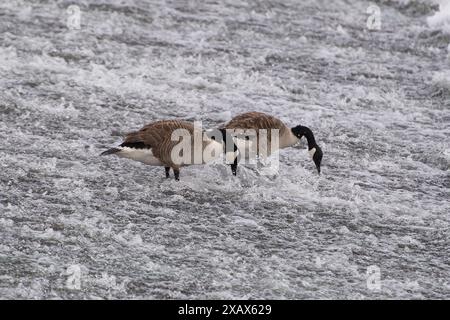 Eton Wick, Großbritannien. Juni 2024. Kanadiengänse ernähren sich von Unkraut an einem Wehr am Jubilee River in Eton Wick, Windsor, Berkshire. Kredit: Maureen McLean/Alamy Stockfoto