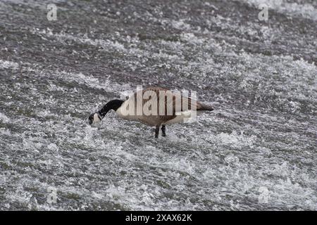 Eton Wick, Großbritannien. Juni 2024. Eine Kanadische Gans ernährt sich von Unkraut an einem Wehr am Jubilee River in Eton Wick, Windsor, Berkshire. Kredit: Maureen McLean/Alamy Stockfoto