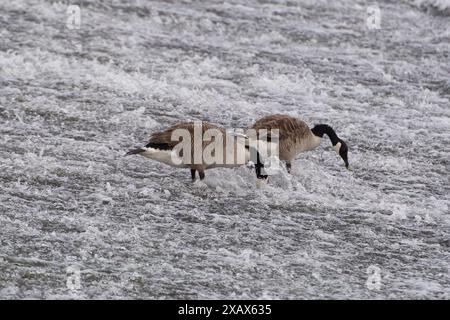 Eton Wick, Großbritannien. Juni 2024. Kanadiengänse ernähren sich von Unkraut an einem Wehr am Jubilee River in Eton Wick, Windsor, Berkshire. Kredit: Maureen McLean/Alamy Stockfoto